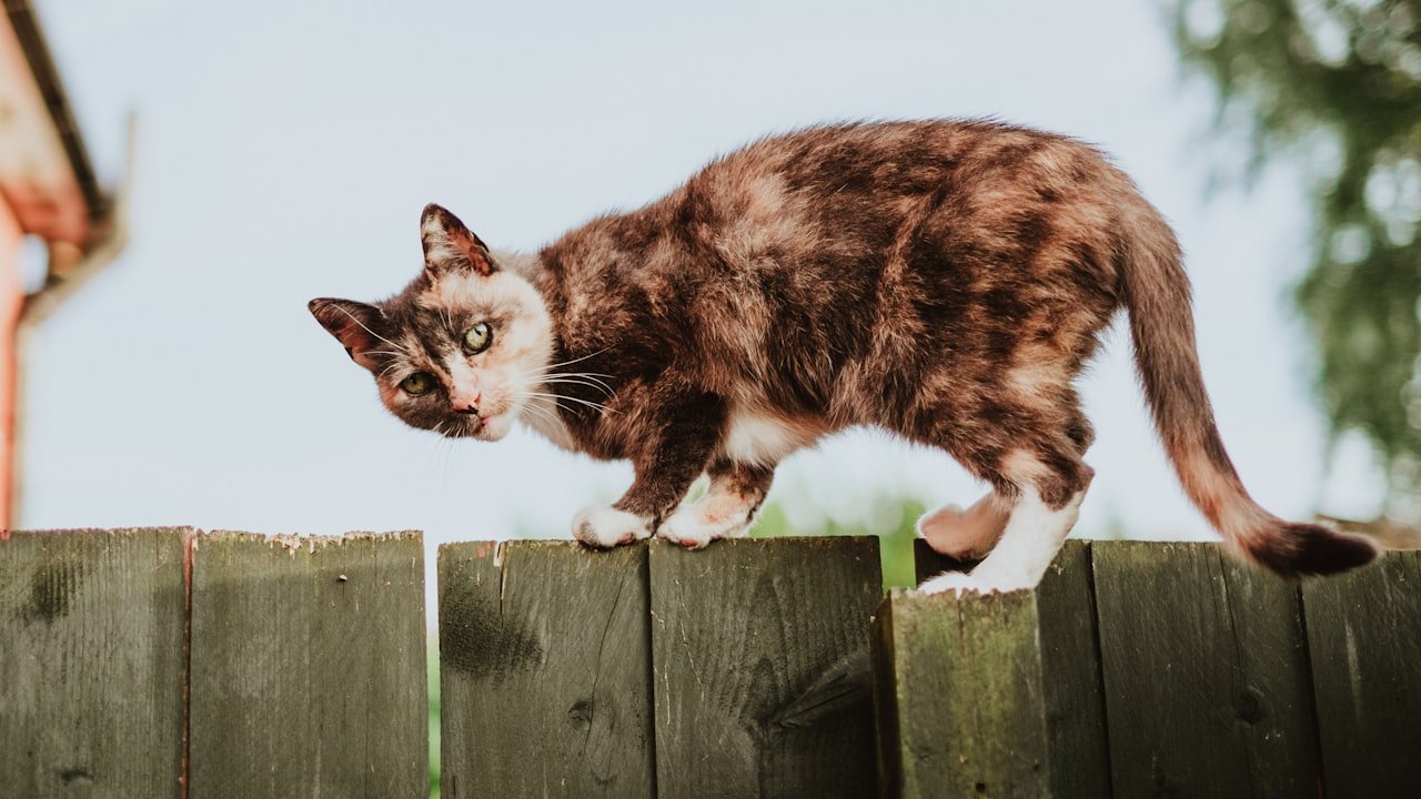 How to Get Rid of Slime in your Cat's Automatic Water Fountain