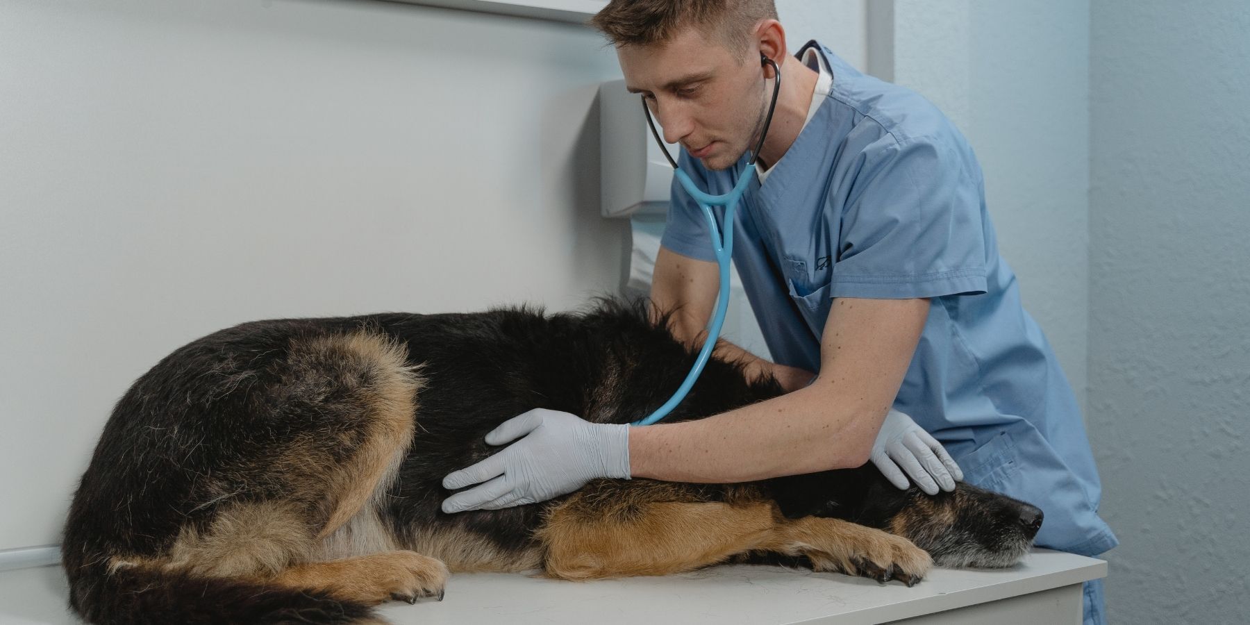 Effective Treatments for Dog's Collapsed Trachea: Vet Advice Introduction