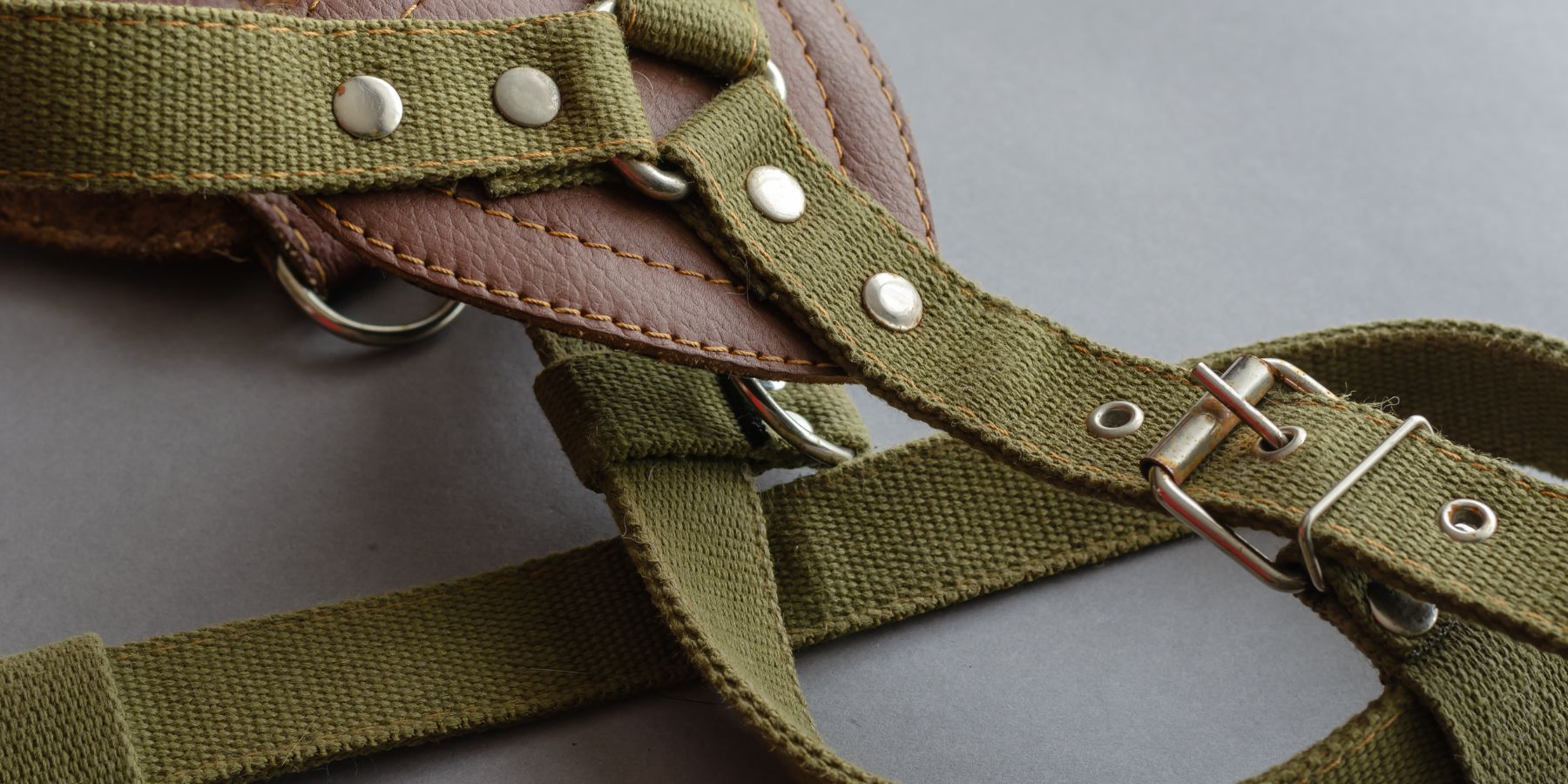 Dog Harness Market is in Huge Demand