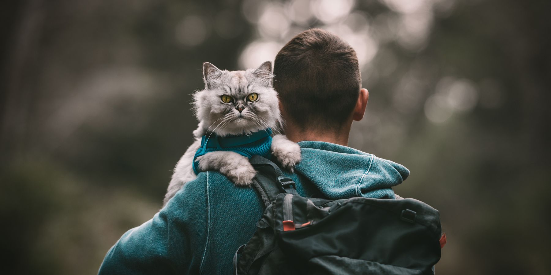 Preparing for a Day Out What Your Cat Needs