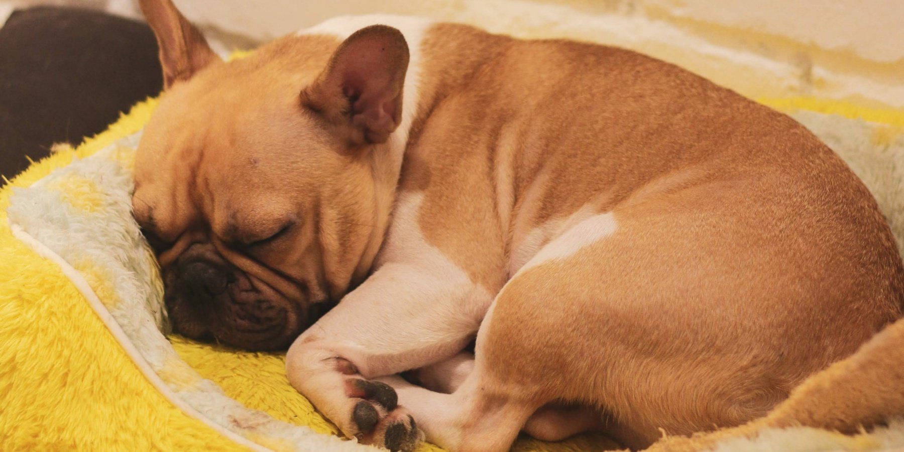 Price Range of French Bulldog Harnesses