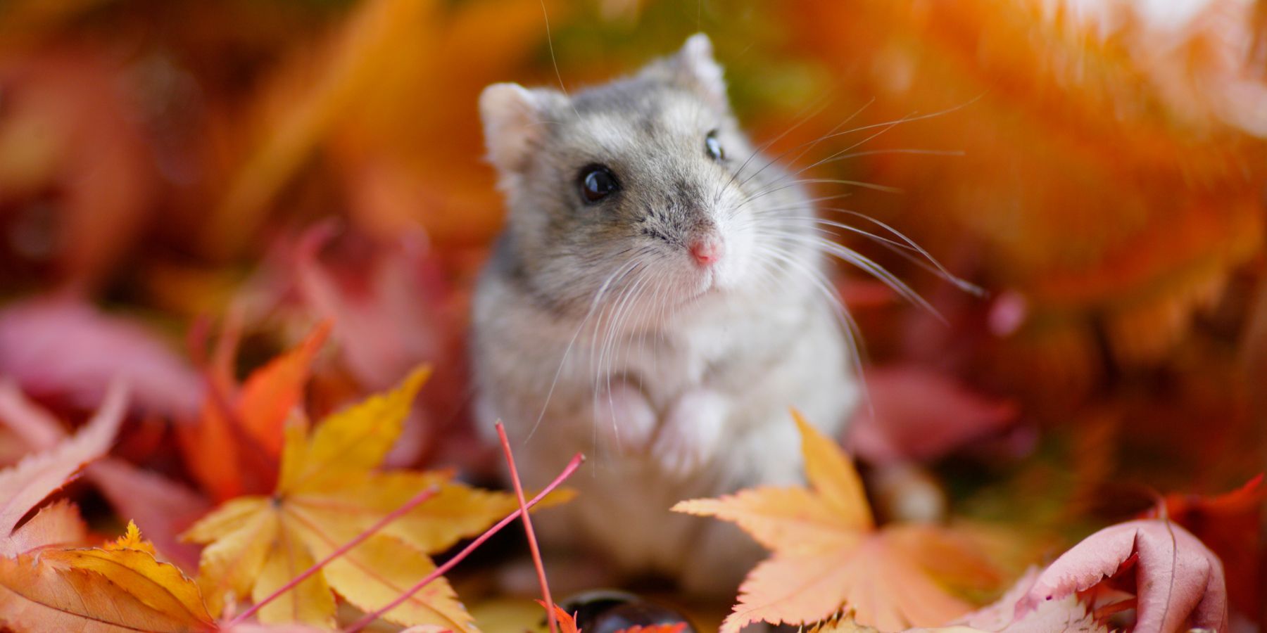 Rabies in Hamsters: Facts You Should Know
