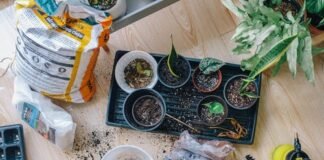 What can I plant in October? Autumn gardening tips about crops and greens to develop now in the United Kingdom