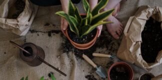 Fall gardening pointers from the mavens