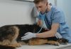 Effective Treatments for Dog’s Collapsed Trachea: Vet Advice Introduction