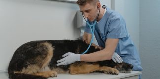 Effective Treatments for Dog’s Collapsed Trachea: Vet Advice Introduction