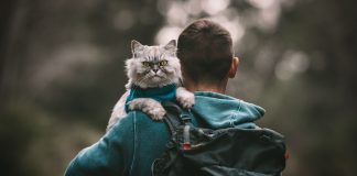 Preparing for a Day Out What Your Cat Needs
