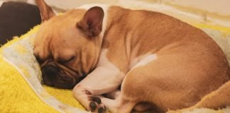 Price Range of French Bulldog Harnesses