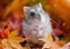 Rabies in Hamsters: Facts You Should Know