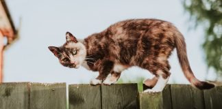 How to Get Rid of Slime in your Cat’s Automatic Water Fountain